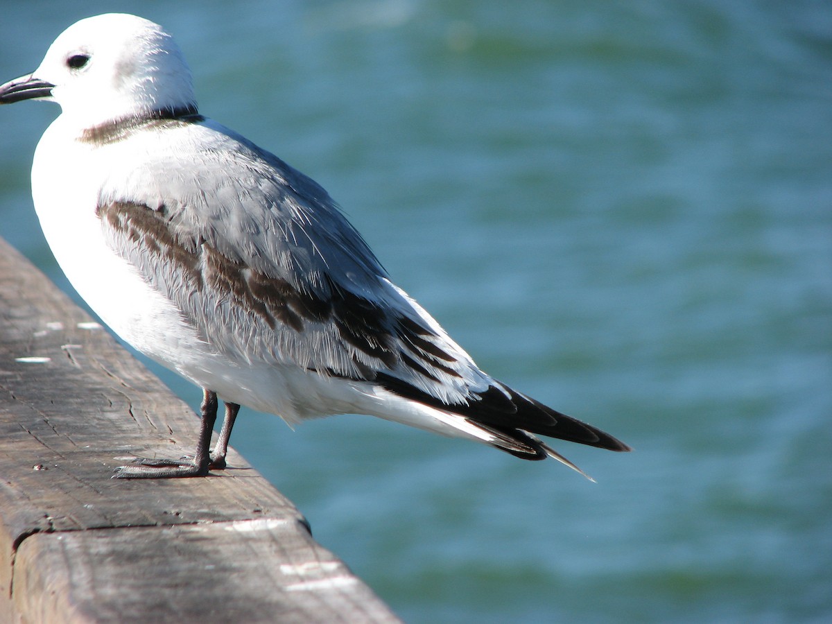 Black-legged Kittiwake - ML31381971