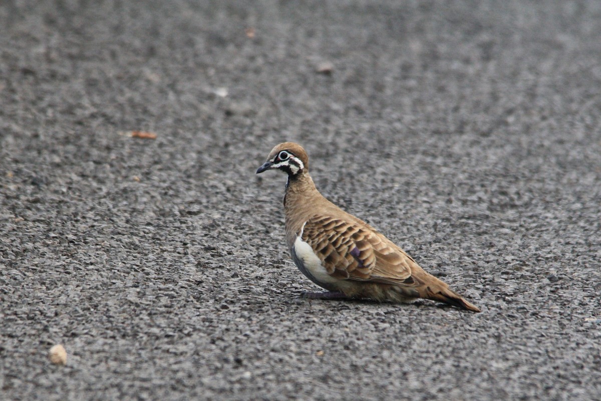 Squatter Pigeon - ML313819911