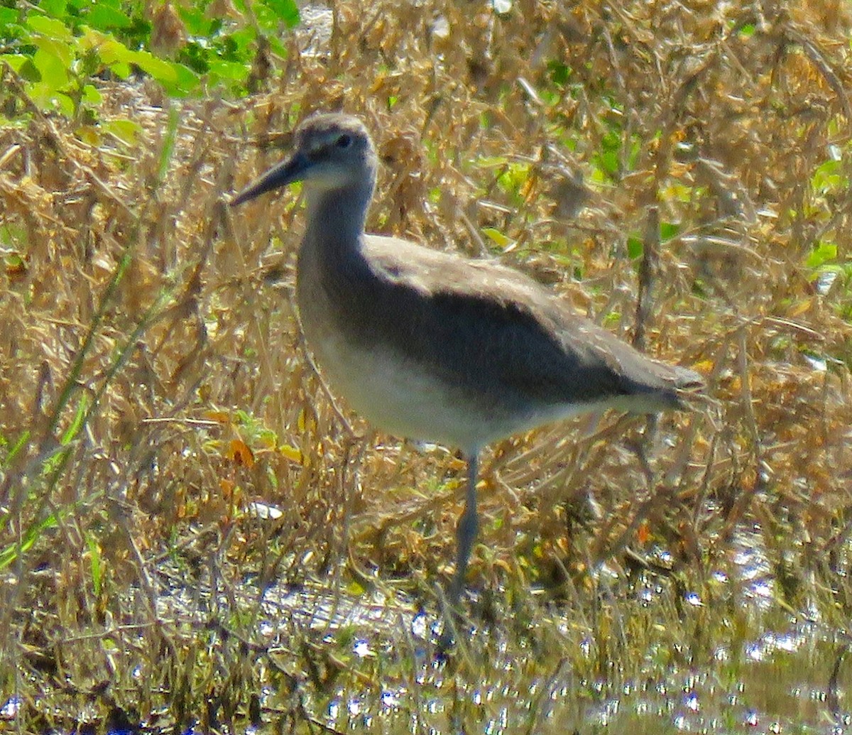 Willet (Western) - ML31382211