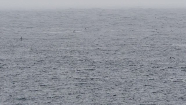 Cory's Shearwater - ML313822111