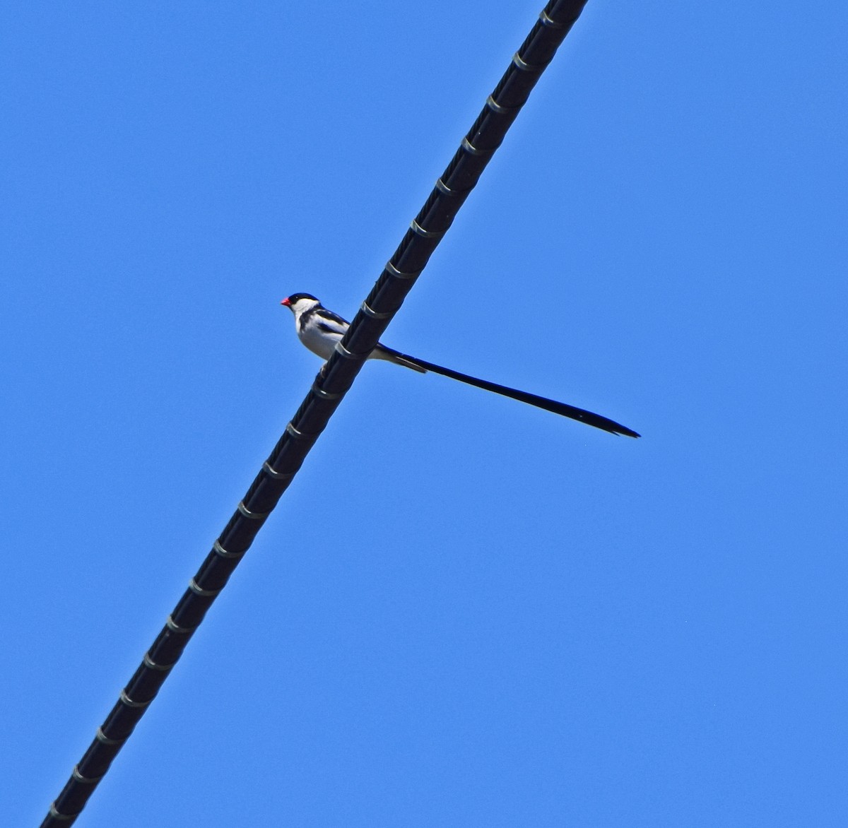 Pin-tailed Whydah - ML31382361