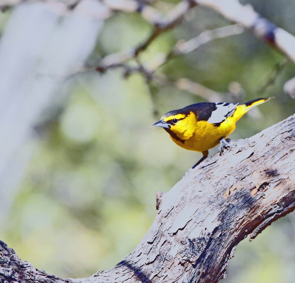 Bullock's Oriole - ML313823931