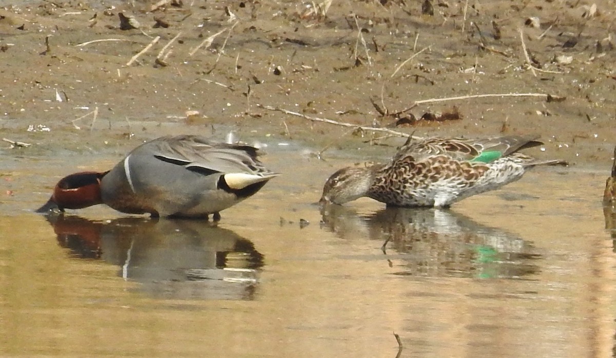 Green-winged Teal - Kurt Schwarz