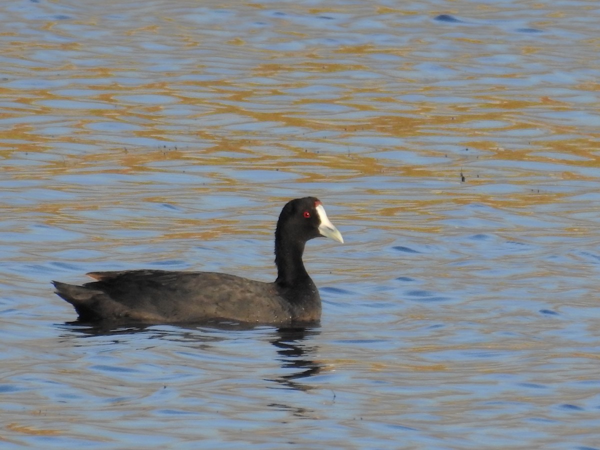 Red-knobbed Coot - Daniel Raposo 🦅