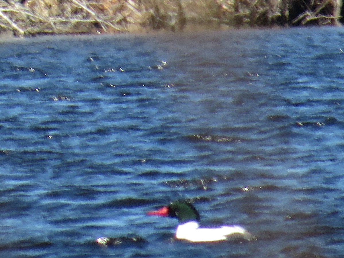 Common Merganser - ML313825981