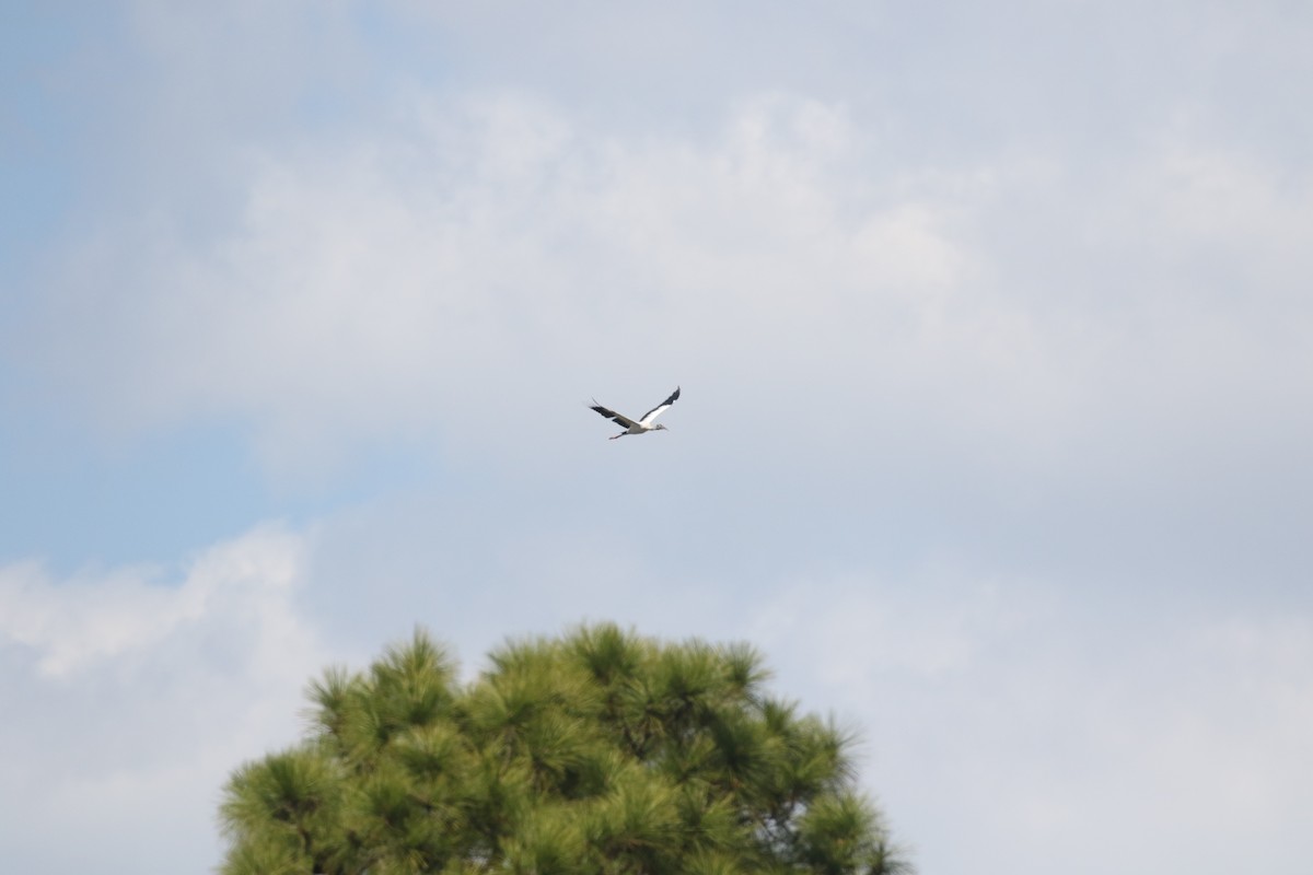 Wood Stork - ML313826931