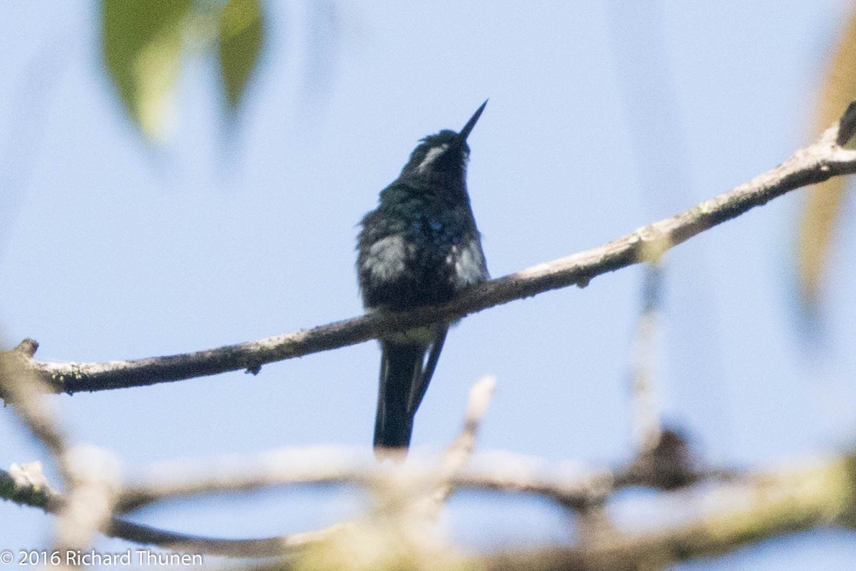 Green Thorntail - ML313827631