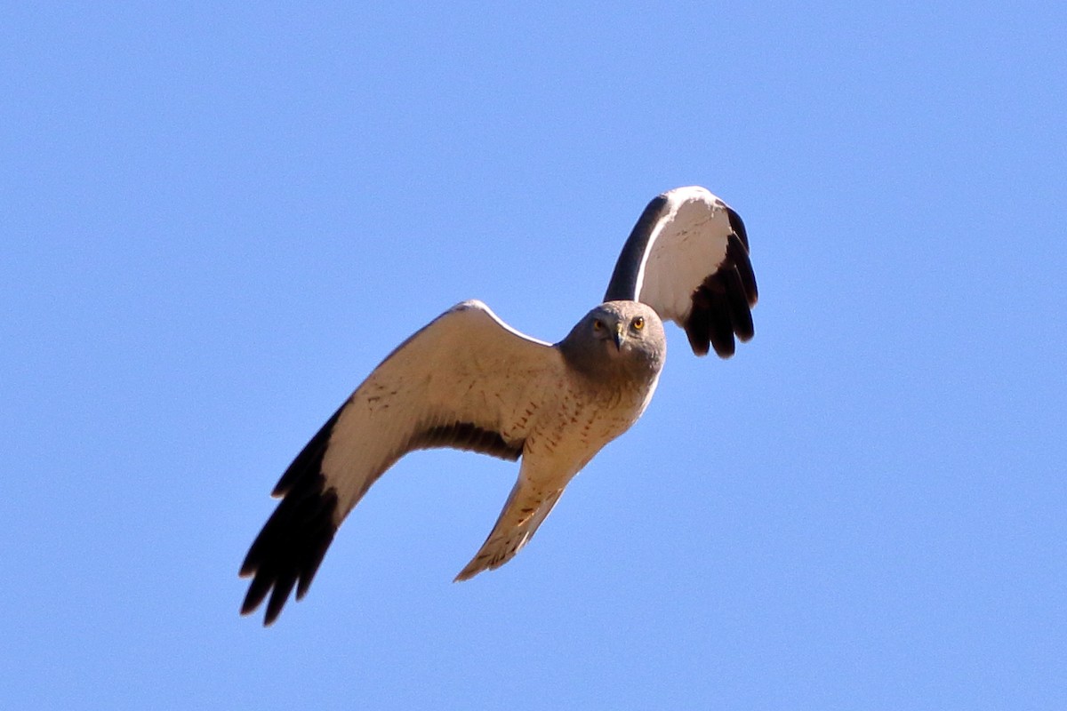 Northern Harrier - John Manger