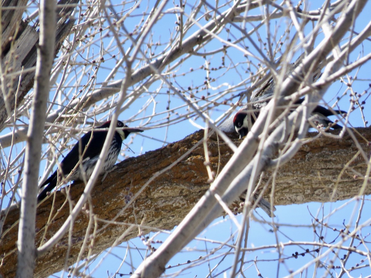 Acorn Woodpecker - ML313829221