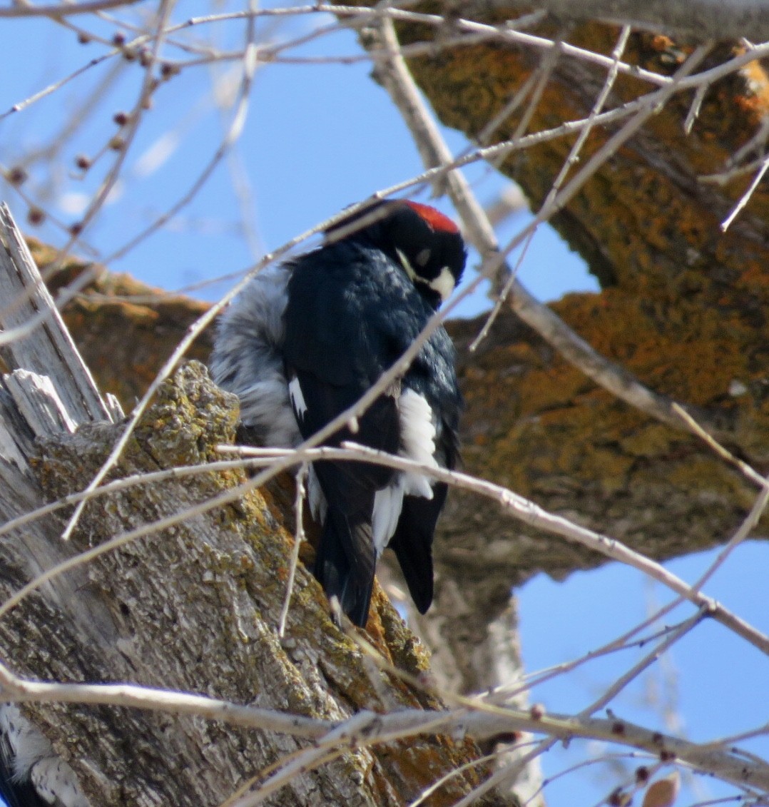 Acorn Woodpecker - ML313829251