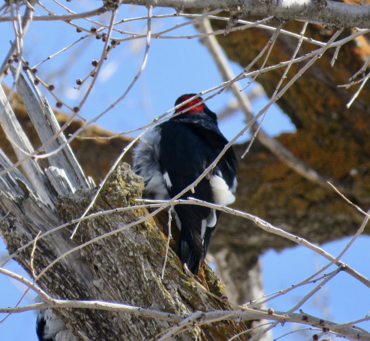 Acorn Woodpecker - ML313829271