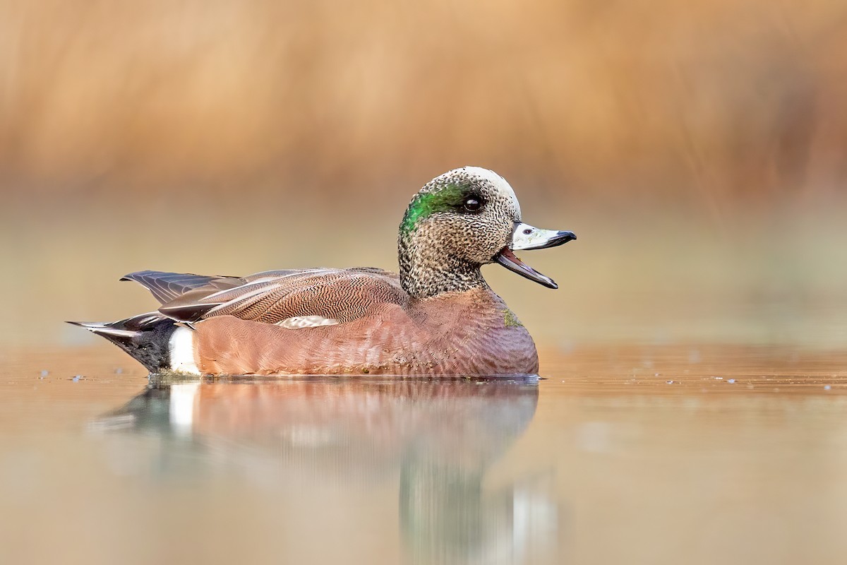 American Wigeon - ML313829781