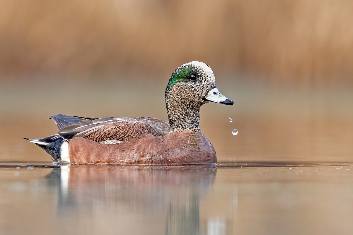 American Wigeon - ML313830031