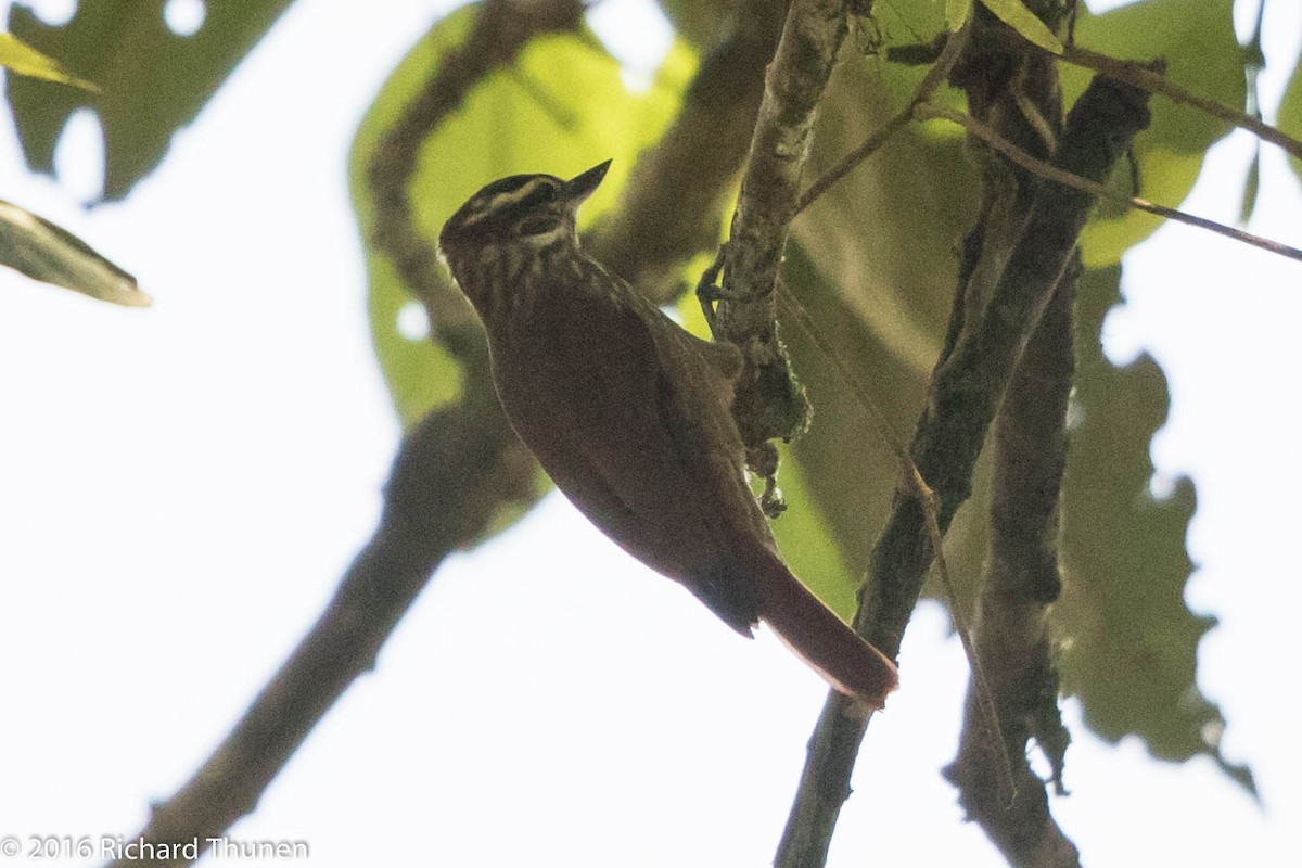 Streaked Xenops - ML313830171