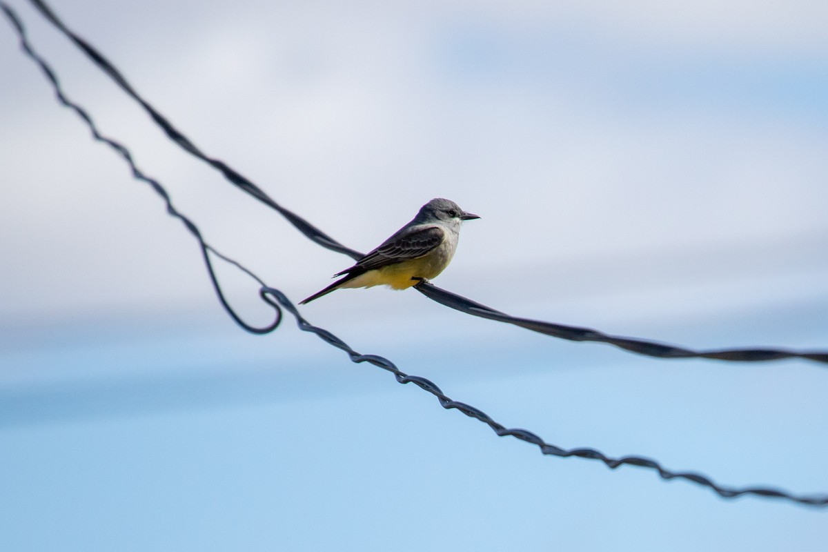 Cassin's Kingbird - ML313830791