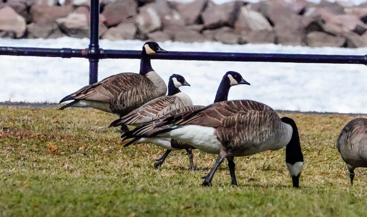 Cackling Goose - Gale VerHague