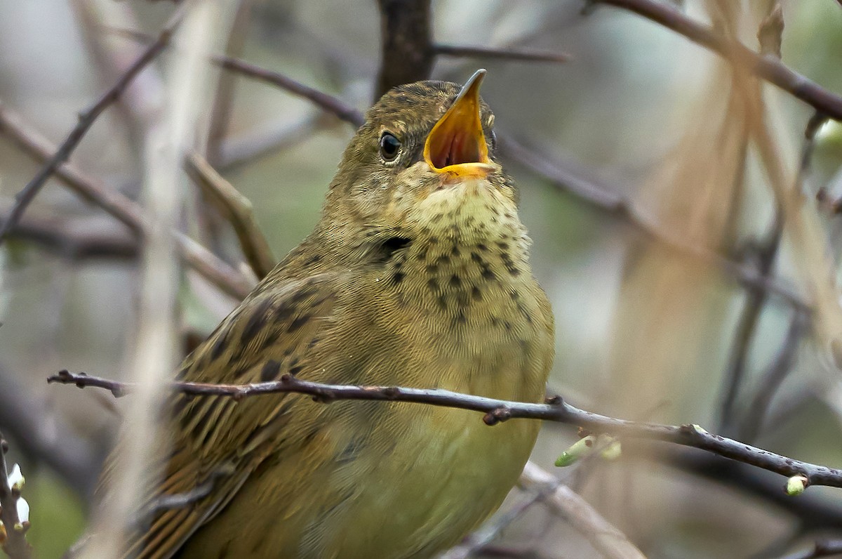 Common Grasshopper Warbler - ML313831911