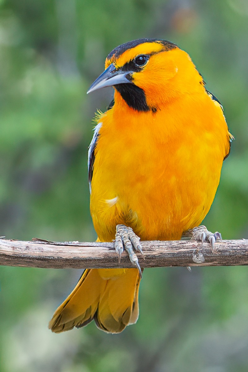 Bullock's Oriole - ML313831991