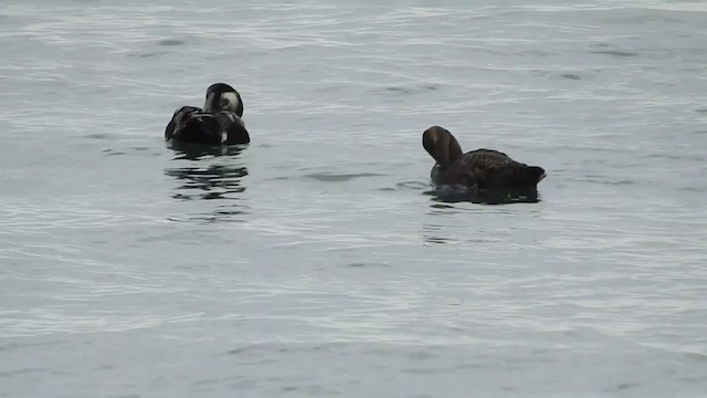 Common Eider - ML313832211