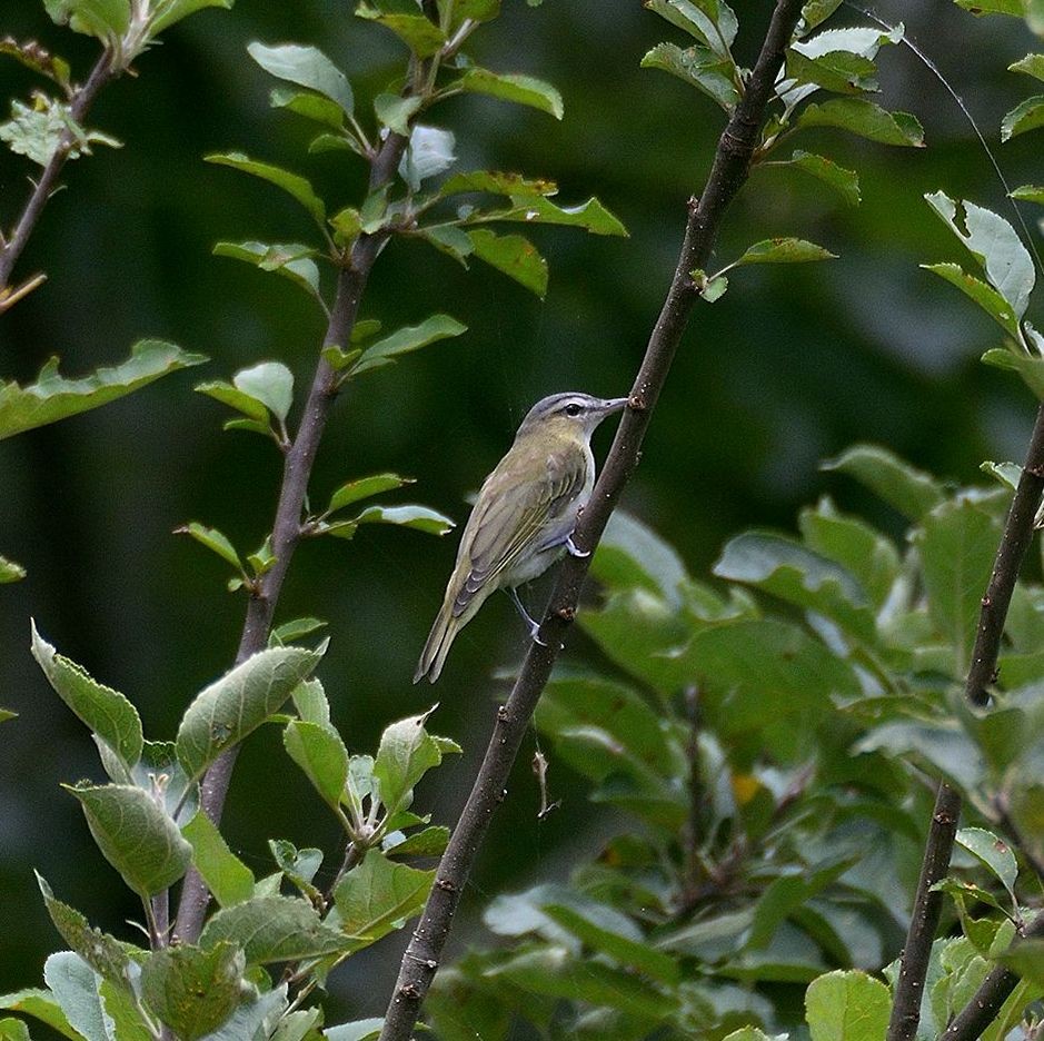 Red-eyed Vireo - M & C S