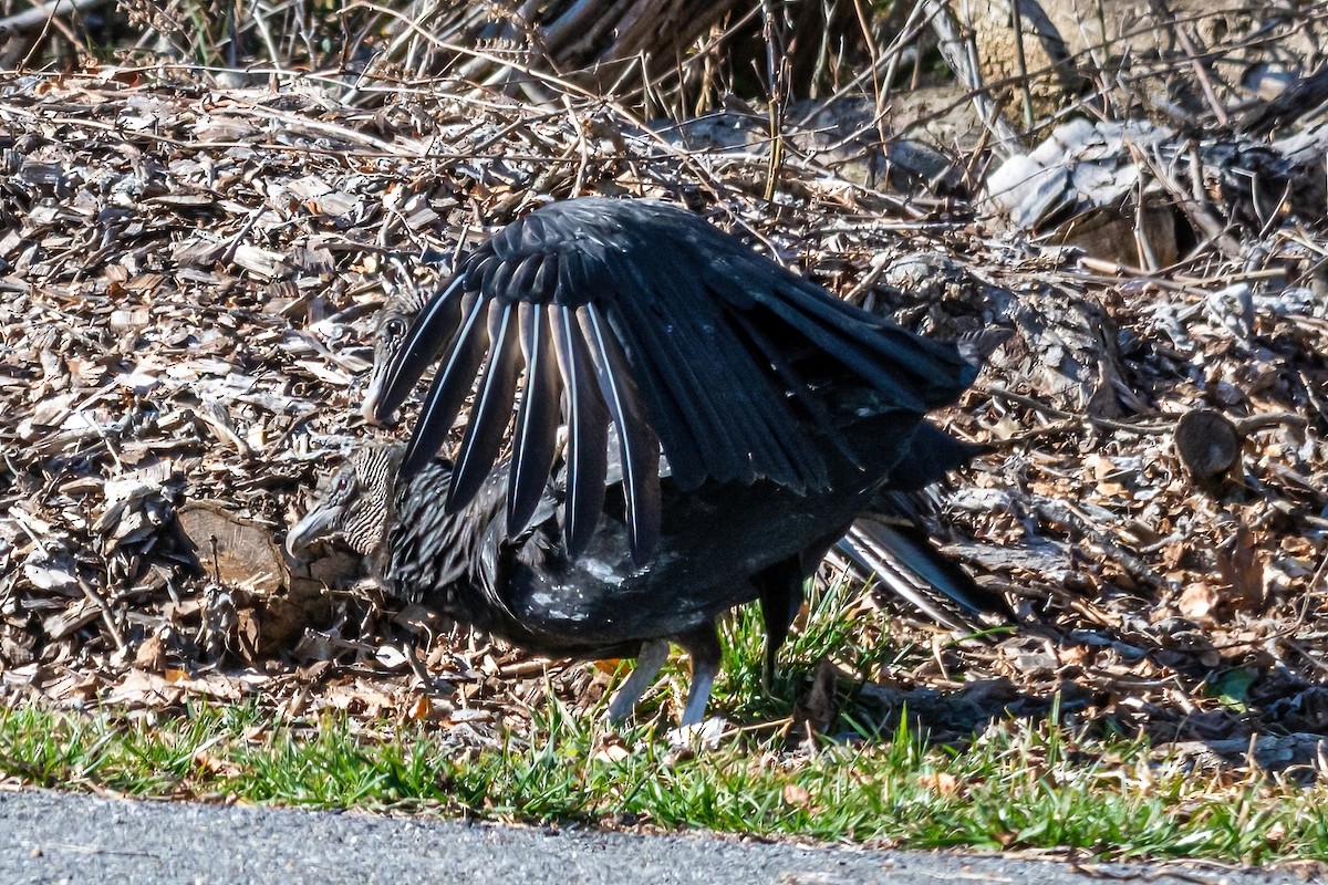 Black Vulture - ML313833521