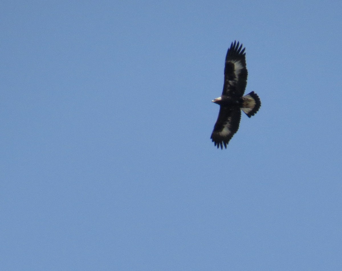 Águila Real - ML313833761