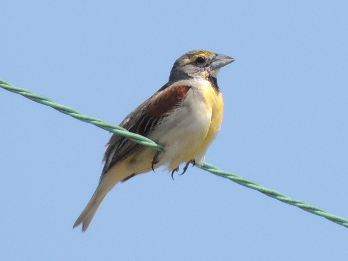 Dickcissel - Melody Walsh