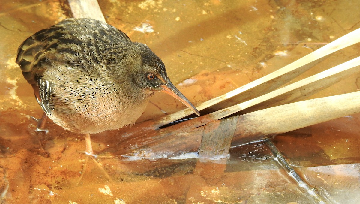 Virginia Rail - ML313834501