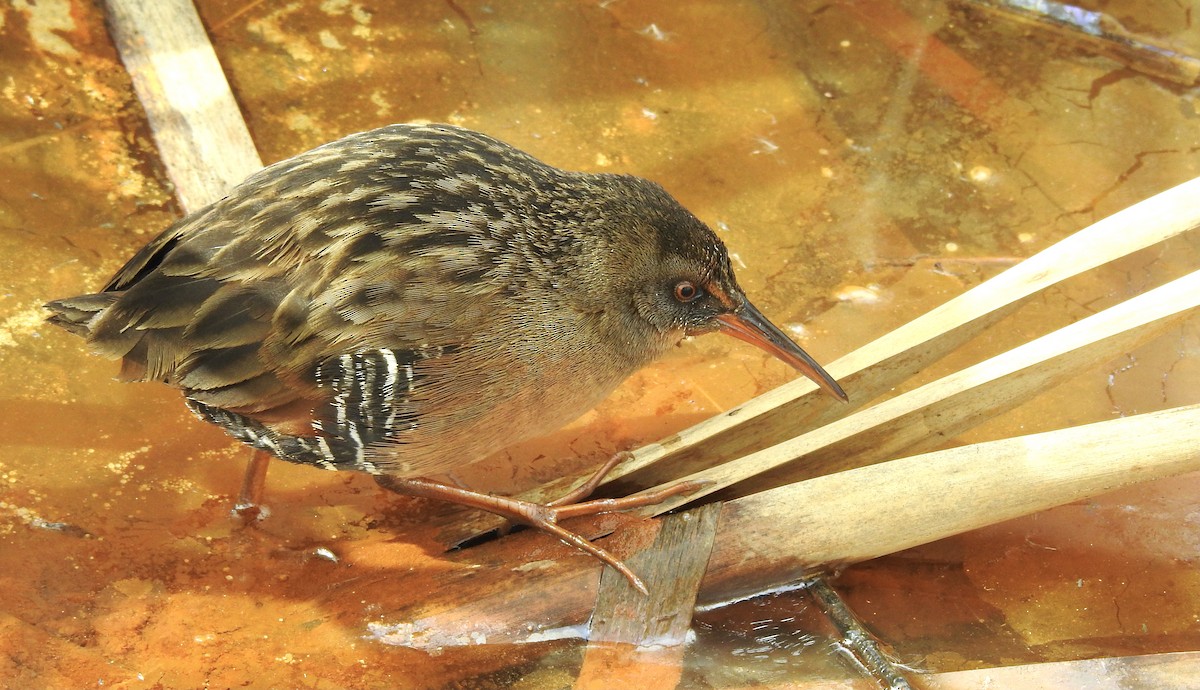 Virginia Rail - ML313834511