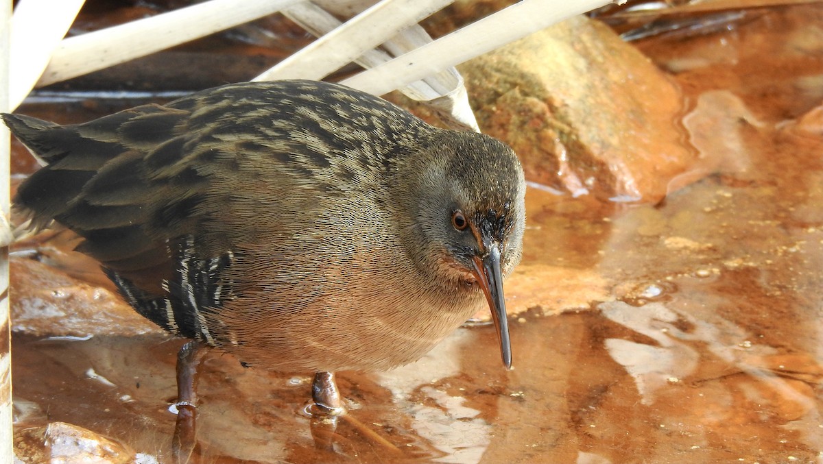 Virginia Rail - ML313834541