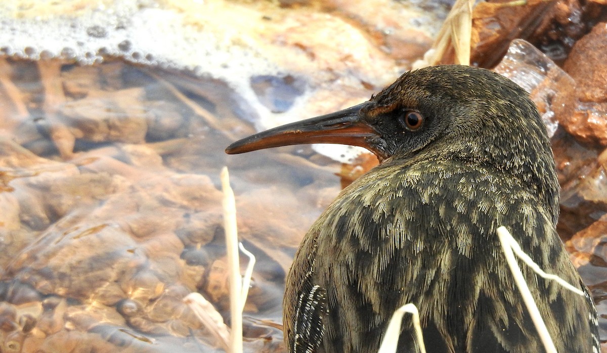 Virginia Rail - ML313834591