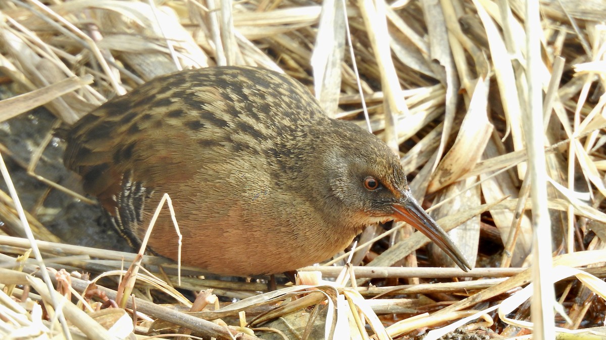 Virginia Rail - ML313834621