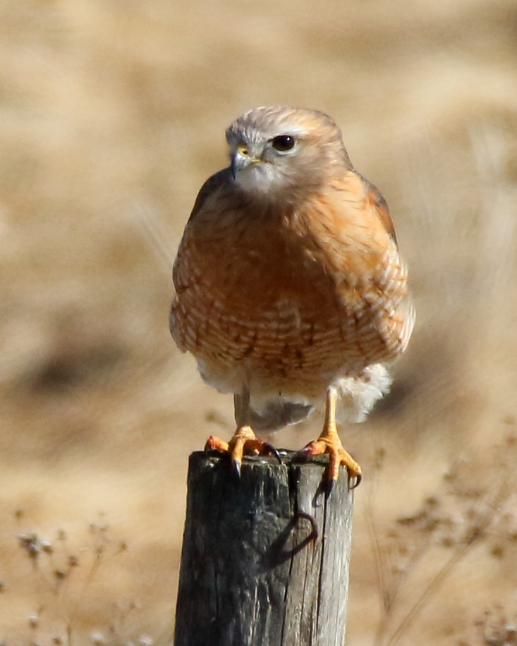 Red-shouldered Hawk - John Manger