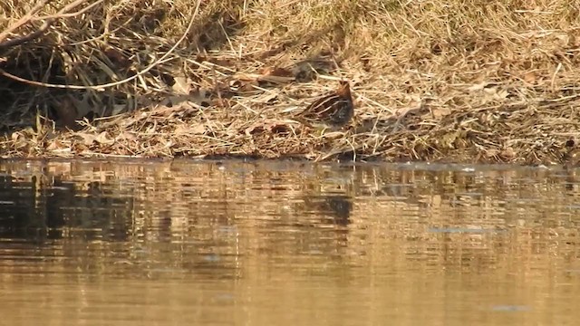 Wilson's Snipe - ML313835761