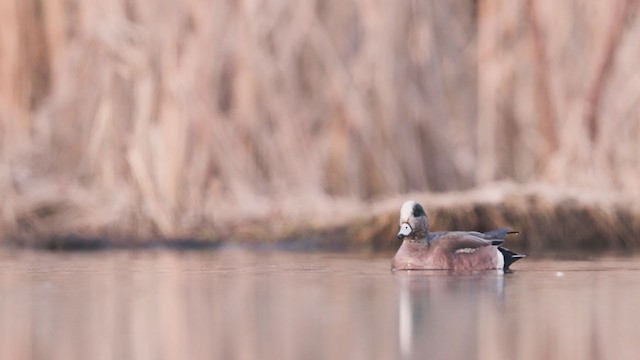 American Wigeon - ML313835961