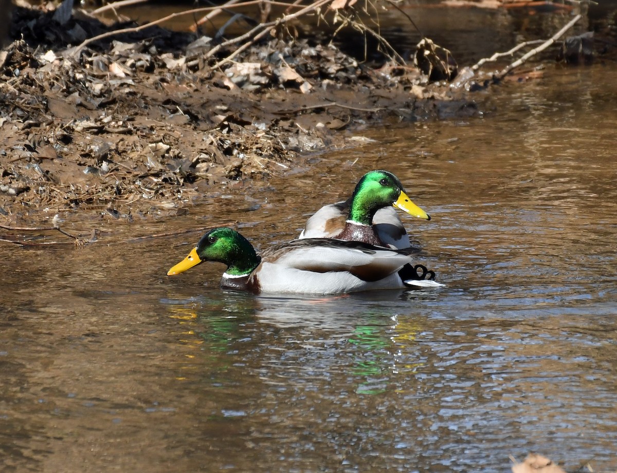 Mallard - Carol Hildebrand