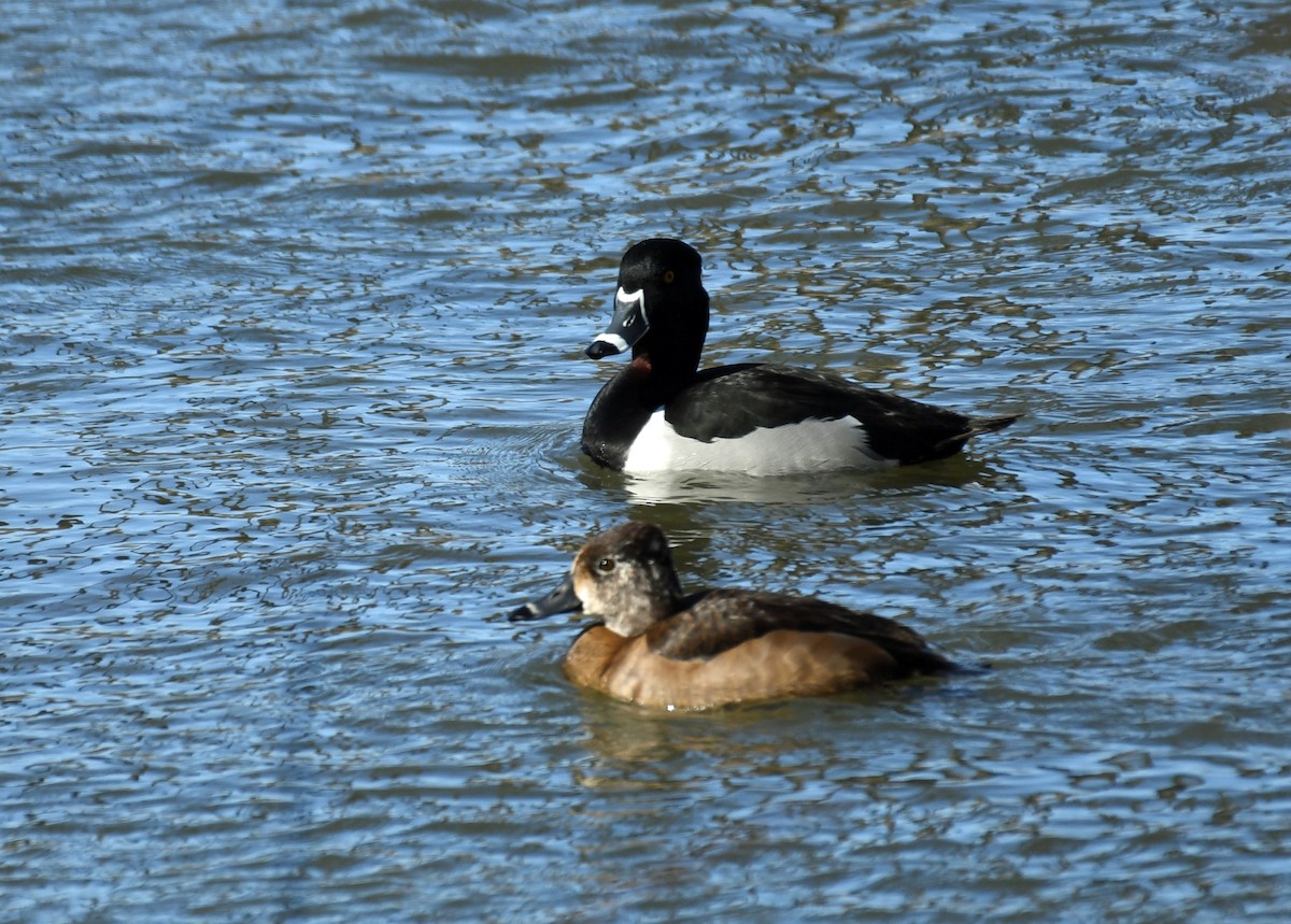 Ring-necked Duck - ML313838071