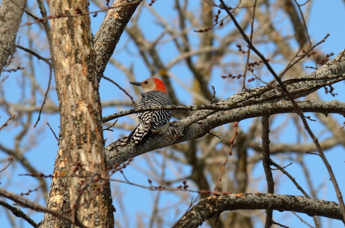 Red-bellied Woodpecker - ML313838191