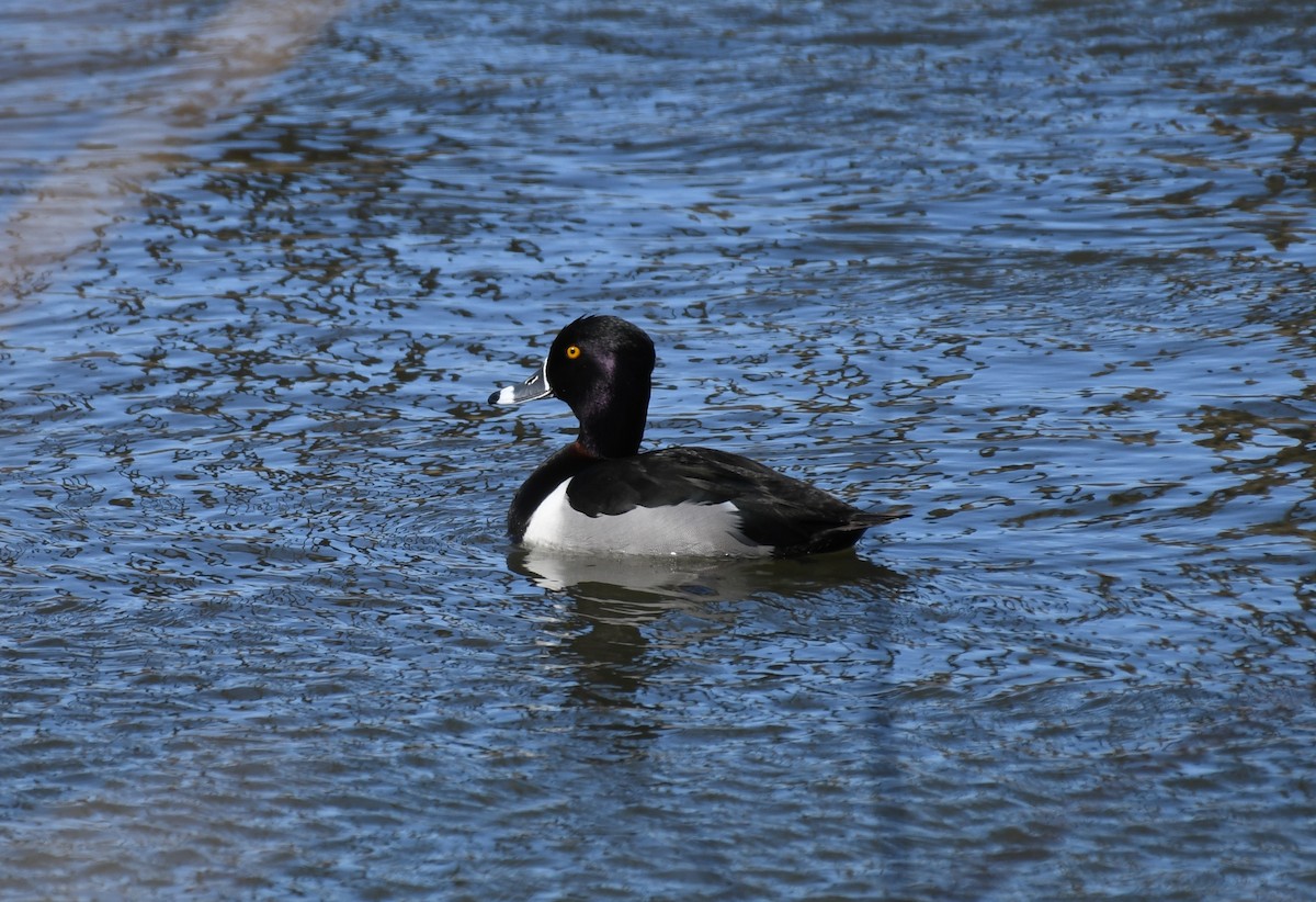 Ring-necked Duck - ML313838251