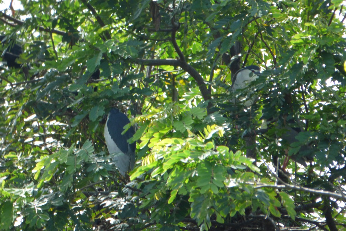 Black-crowned Night Heron - Juan Manuel Pérez de Ana