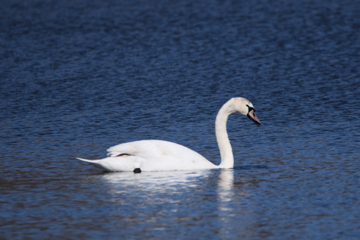 Mute Swan - Mike Ellery