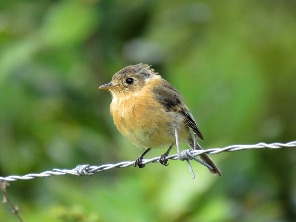 Buff-breasted Flycatcher - John van Dort