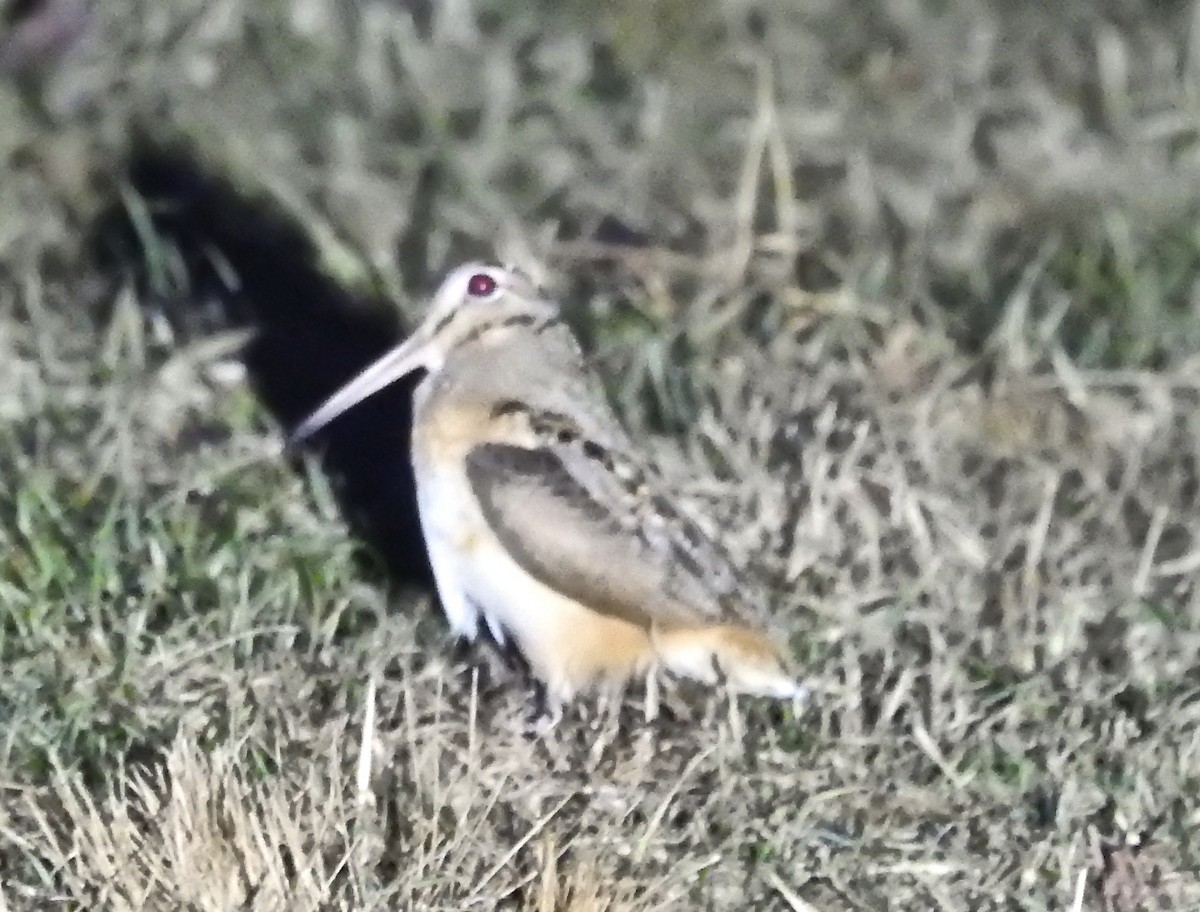 American Woodcock - Kurt Schwarz