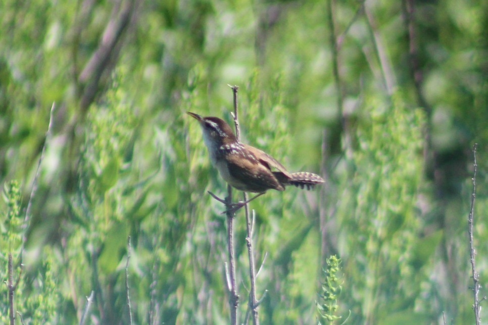 Marsh Wren - ML31384191