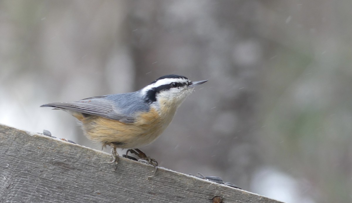 Red-breasted Nuthatch - Alain Sylvain