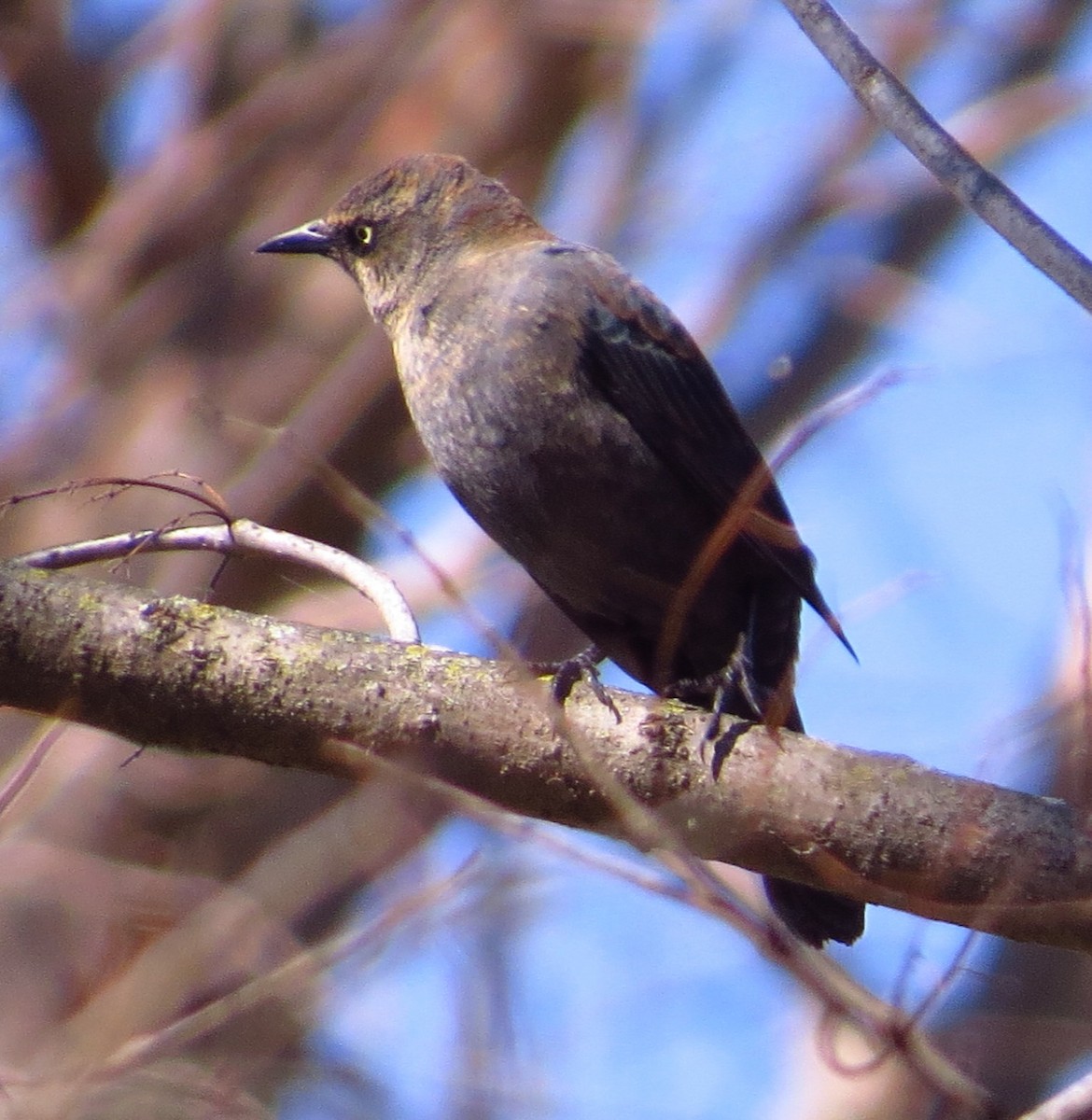 Rusty Blackbird - ML313844741