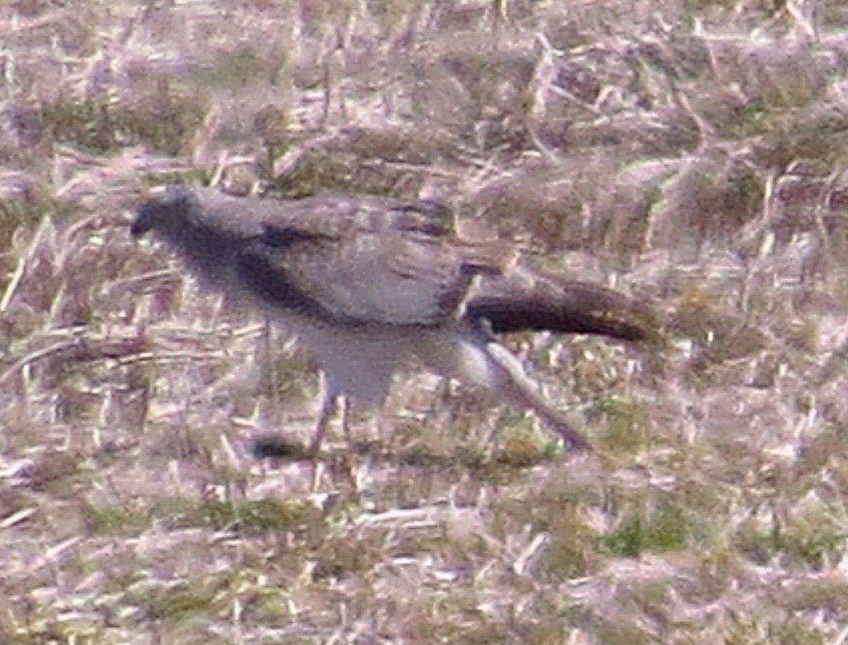 Northern Harrier - ML313844861