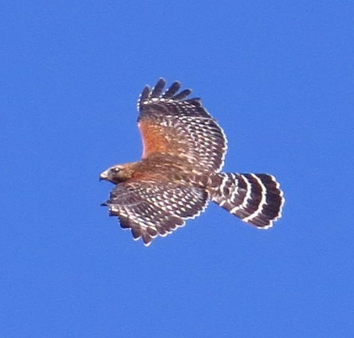 Red-shouldered Hawk - Allen Gathman