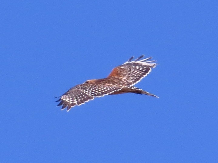 Red-shouldered Hawk - ML313844931