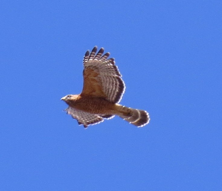 Red-shouldered Hawk - ML313844941